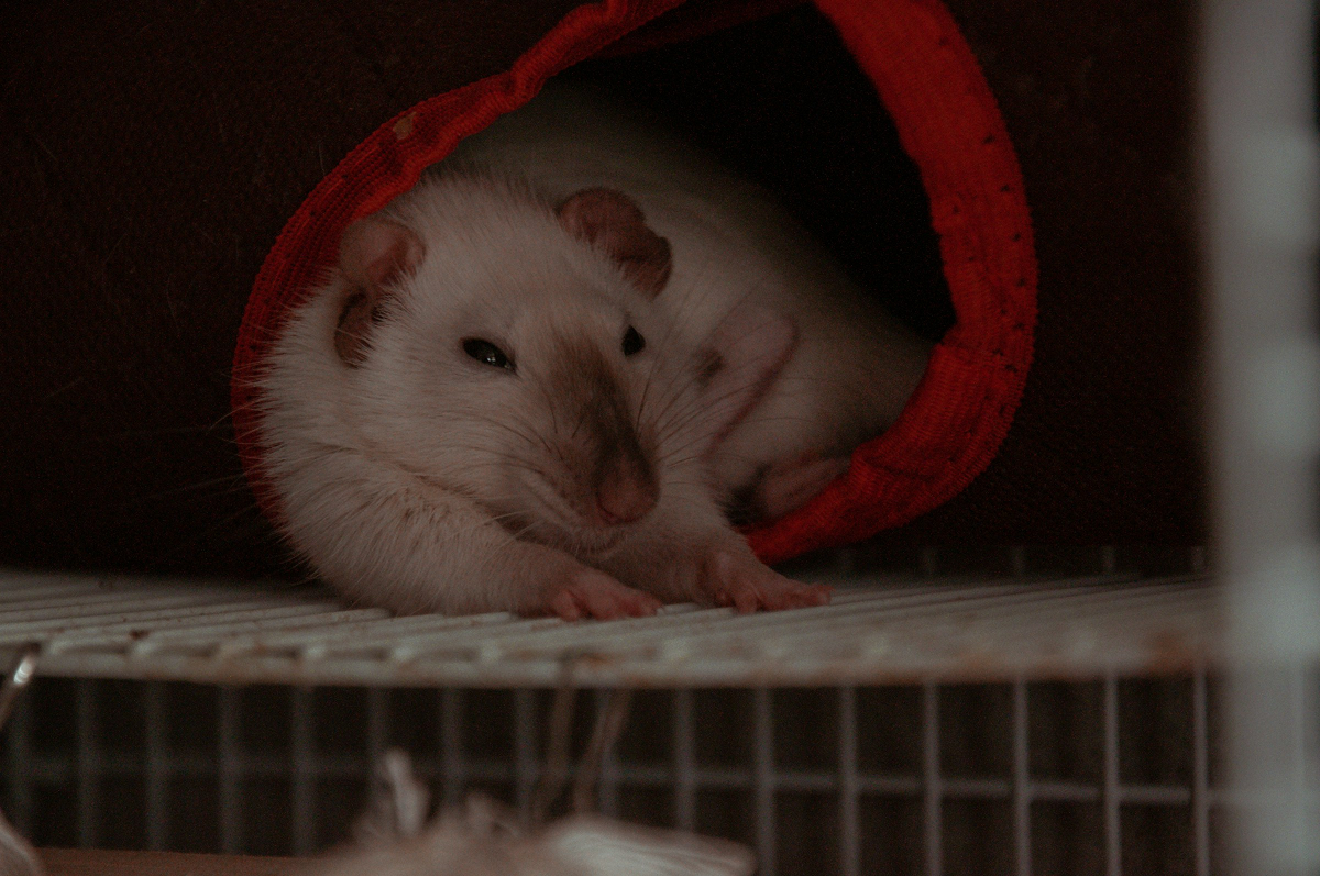 Fancy Rat